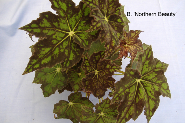 B. ‘Northern Beauty’